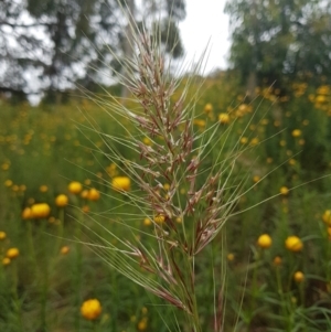 Austrostipa sp. at Fadden, ACT - 23 Nov 2021