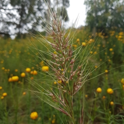 Austrostipa sp. (A Corkscrew Grass) at Wanniassa Hill - 22 Nov 2021 by Detritivore