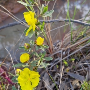 Hibbertia obtusifolia at Bungendore, NSW - 4 Nov 2022