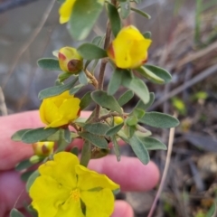 Hibbertia obtusifolia at Bungendore, NSW - 4 Nov 2022