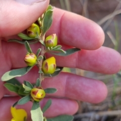 Hibbertia obtusifolia at Bungendore, NSW - 4 Nov 2022