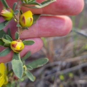Hibbertia obtusifolia at Bungendore, NSW - 4 Nov 2022