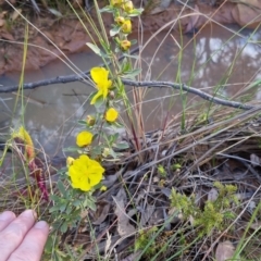 Hibbertia obtusifolia at Bungendore, NSW - 4 Nov 2022