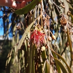 Amyema miquelii (Box Mistletoe) at Mount Jerrabomberra - 10 Aug 2021 by Detritivore