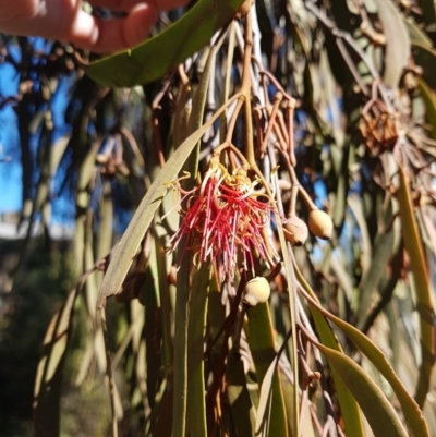 Amyema miquelii (Box Mistletoe) at Jerrabomberra, NSW - 10 Aug 2021 by Detritivore