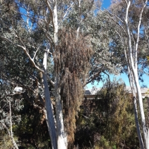 Amyema miquelii at Jerrabomberra, NSW - 10 Aug 2021 12:52 PM