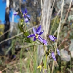 Stypandra glauca (Nodding Blue Lily) at Mount Majura - 10 Aug 2021 by Detritivore