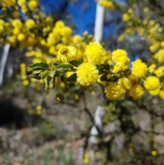 Acacia paradoxa (Kangaroo Thorn) at Mount Ainslie - 17 Aug 2021 by Detritivore