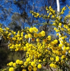 Acacia paradoxa at Campbell, ACT - 17 Aug 2021