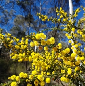 Acacia paradoxa at Campbell, ACT - 17 Aug 2021 12:06 PM