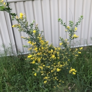 Genista monspessulana at Ngunnawal, ACT - 4 Nov 2022