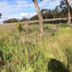 Genista monspessulana at Ngunnawal, ACT - 4 Nov 2022