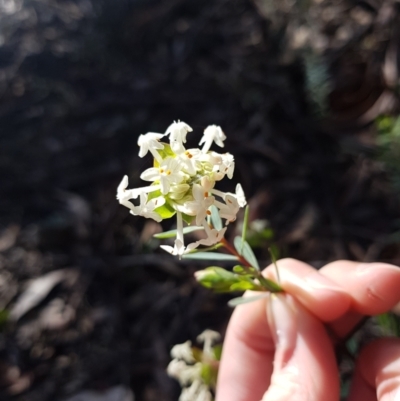 Pimelea linifolia subsp. linifolia (Queen of the Bush, Slender Rice-flower) at Mount Jerrabomberra - 10 Aug 2021 by Detritivore