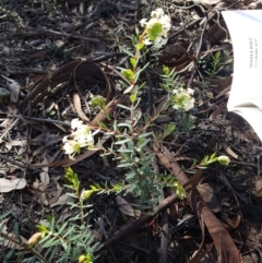 Pimelea linifolia subsp. linifolia at Jerrabomberra, NSW - 10 Aug 2021