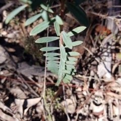 Pimelea linifolia subsp. linifolia at Jerrabomberra, NSW - 10 Aug 2021