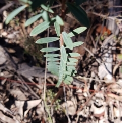 Pimelea linifolia subsp. linifolia at Jerrabomberra, NSW - 10 Aug 2021 11:36 AM