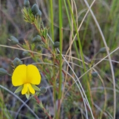 Gompholobium minus (Dwarf Wedge Pea) at Bungendore, NSW - 4 Nov 2022 by clarehoneydove