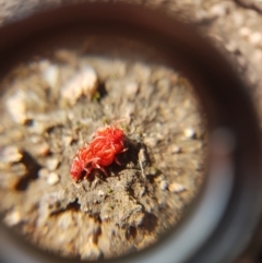 Trombidiidae (family) (Red velvet mite) at Symonston, ACT - 31 Aug 2021 by Detritivore