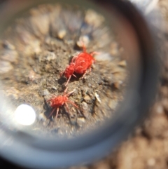 Trombidiidae (family) at Symonston, ACT - 31 Aug 2021 11:20 AM