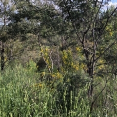 Unverified Plant at Ngunnawal, ACT - 4 Nov 2022 by Hilda