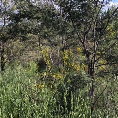 Unverified Plant at Ngunnawal, ACT - 4 Nov 2022 by Hilda