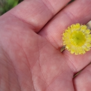 Coronidium scorpioides at Bungendore, NSW - 4 Nov 2022