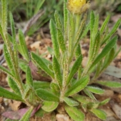 Coronidium scorpioides at Bungendore, NSW - 4 Nov 2022