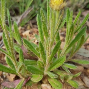 Coronidium scorpioides at Bungendore, NSW - 4 Nov 2022