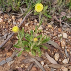 Coronidium scorpioides at Bungendore, NSW - 4 Nov 2022