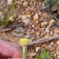 Coronidium scorpioides at Bungendore, NSW - 4 Nov 2022