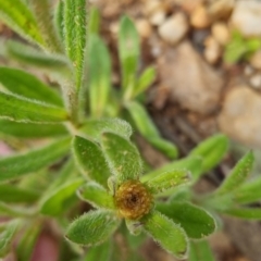 Coronidium scorpioides at Bungendore, NSW - 4 Nov 2022