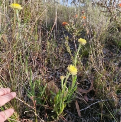 Coronidium scorpioides (Button Everlasting) at Bungendore, NSW - 4 Nov 2022 by clarehoneydove
