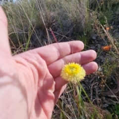 Coronidium scorpioides at Bungendore, NSW - 4 Nov 2022