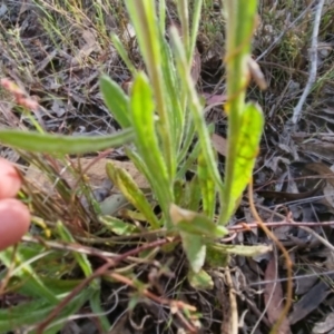 Coronidium scorpioides at Bungendore, NSW - 4 Nov 2022