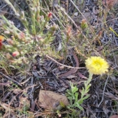 Coronidium scorpioides at Bungendore, NSW - 4 Nov 2022