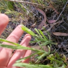 Coronidium scorpioides at Bungendore, NSW - 4 Nov 2022