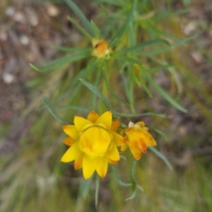 Xerochrysum viscosum at Bungendore, NSW - 4 Nov 2022 05:45 PM