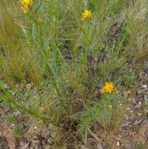 Xerochrysum viscosum at Bungendore, NSW - 4 Nov 2022 05:45 PM