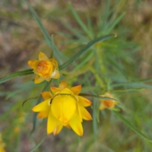 Xerochrysum viscosum at Bungendore, NSW - 4 Nov 2022 05:45 PM