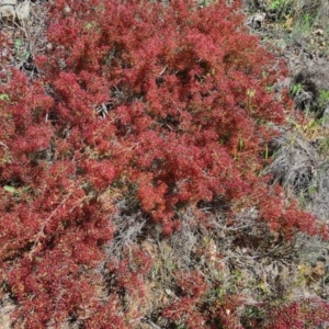 Calytrix tetragona at Deakin, ACT - 4 Nov 2022