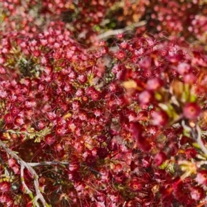 Calytrix tetragona at Deakin, ACT - 4 Nov 2022