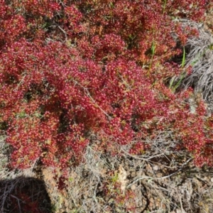 Calytrix tetragona at Deakin, ACT - 4 Nov 2022