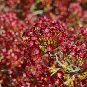 Calytrix tetragona at Deakin, ACT - 4 Nov 2022