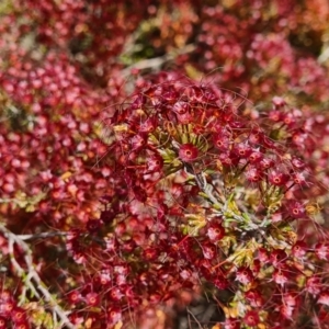 Calytrix tetragona at Deakin, ACT - 4 Nov 2022