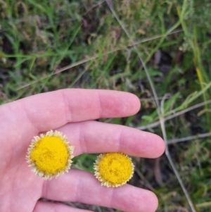 Coronidium scorpioides at Bungendore, NSW - 4 Nov 2022