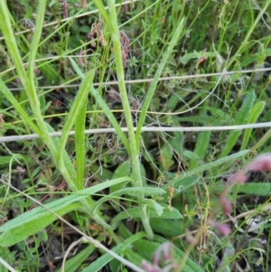 Coronidium scorpioides at Bungendore, NSW - 4 Nov 2022