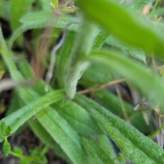 Coronidium scorpioides at Bungendore, NSW - 4 Nov 2022