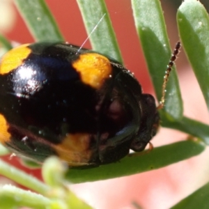 Peltoschema tetraspilota at Murrumbateman, NSW - 4 Nov 2022