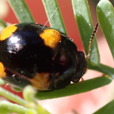Peltoschema tetraspilota (Leaf beetle) at Murrumbateman, NSW - 4 Nov 2022 by SimoneC