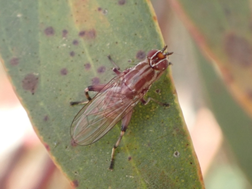 Tapeigaster nigricornis at Murrumbateman, NSW - 4 Nov 2022